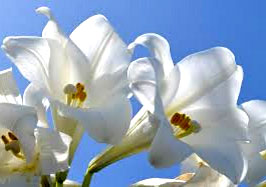 Easter Lilies